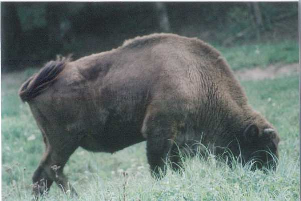 Bison